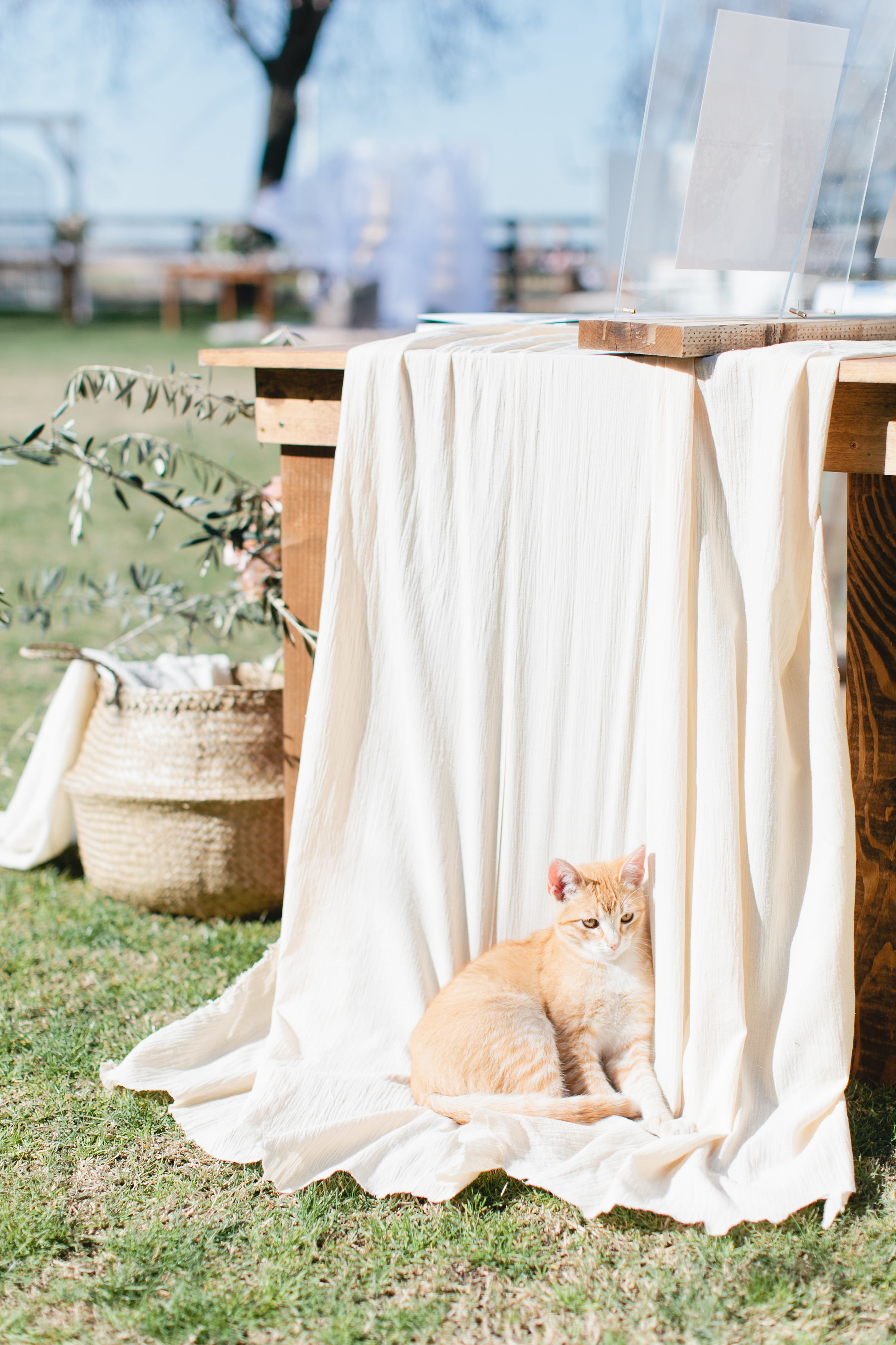 cat sneaks into milk and honey bridal event